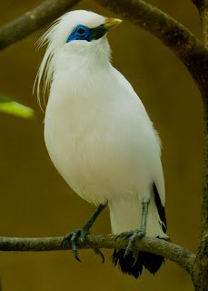 Jalak Bali 4